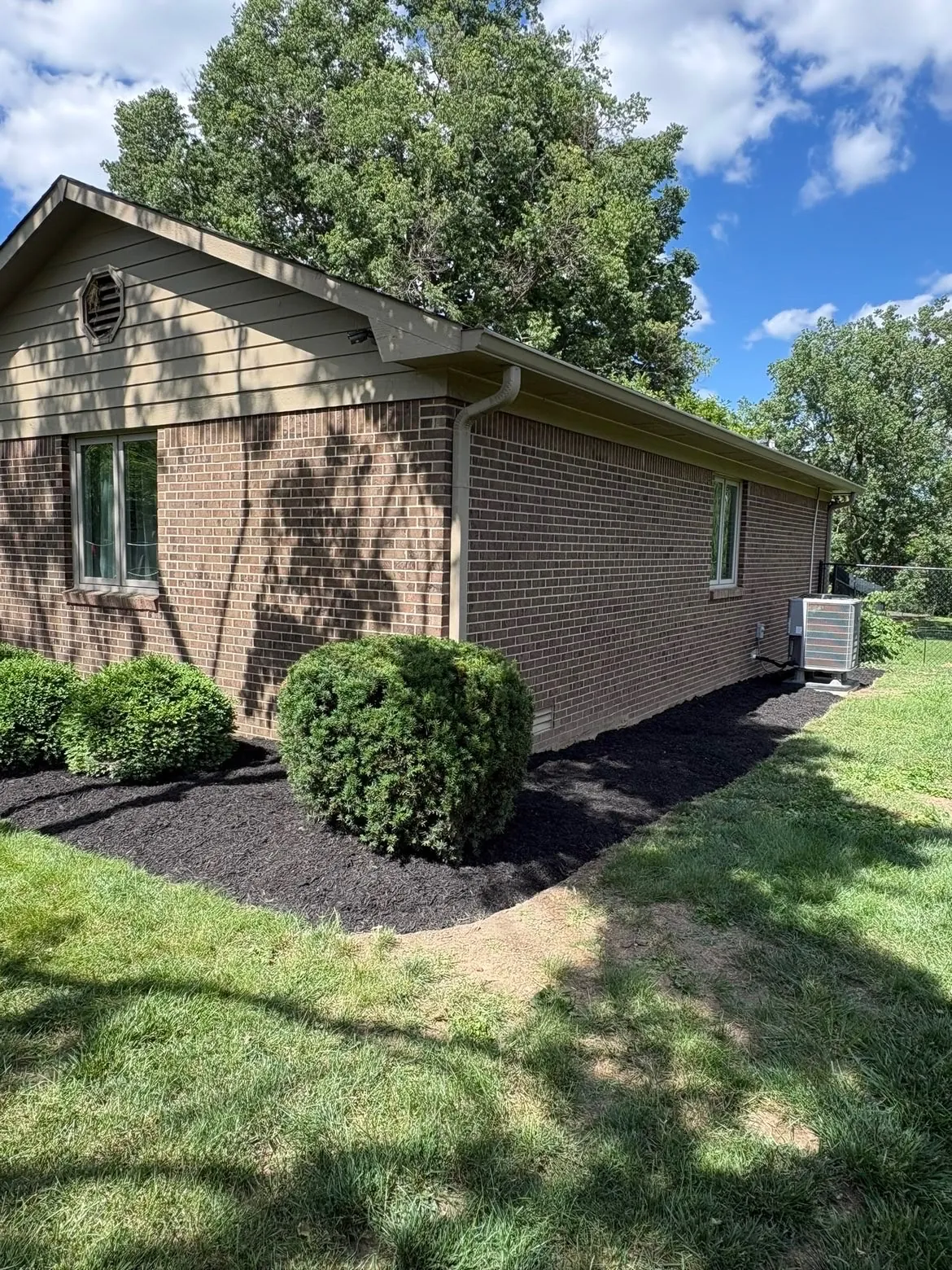 After: the same bushes in fresh black mulch.