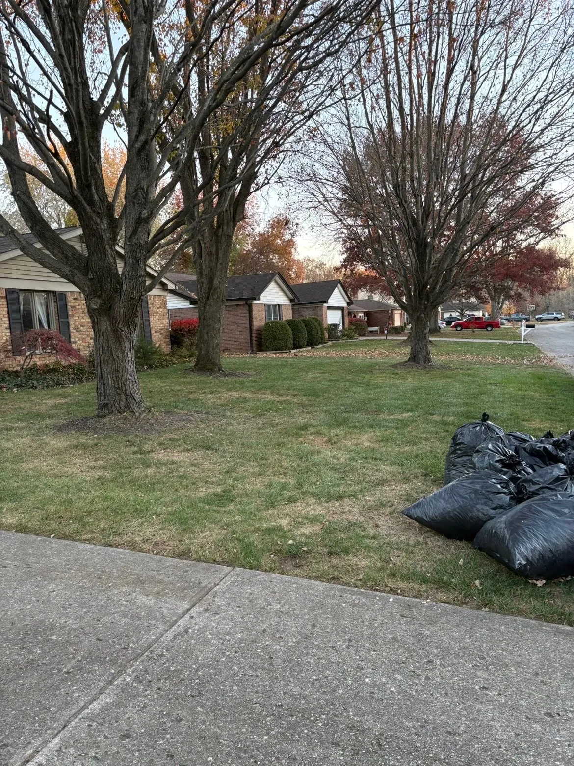 After: the same lawn cleared, the leaves bagged at the curb.