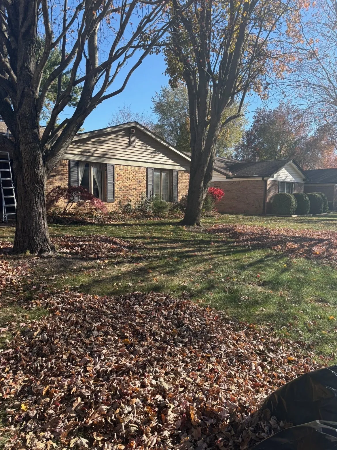 Before: a front lawn under fall leaves.
